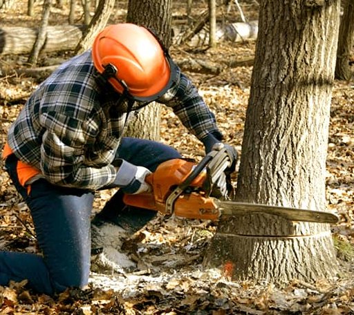 Tree Removal in Nevis, MN